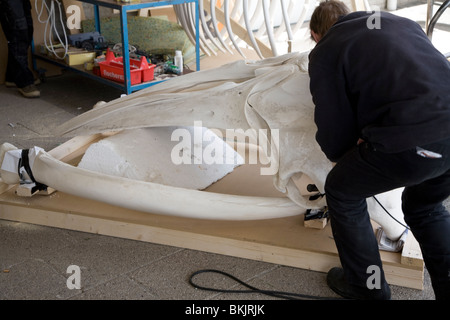 Handwerker-Gebäudemodell Wal-Skelett, Ecomare, Texel, Niederlande, Stockfoto