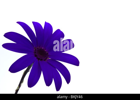 tiefblaue Senetti Blume isoliert auf weiss Stockfoto