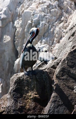 Brauner Pelikan Vogel sitzt auf einem Felsen am Cabo San Lucas, Mexiko. Stockfoto