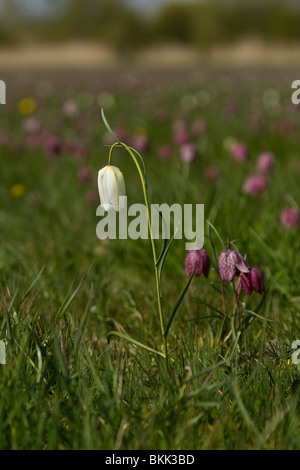 Weiße Snakeshead Fritillary. Fritillaria Meleagris fotografiert in Gloustershire April 2010 Stockfoto