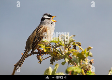 Männliche weiße – Crowned Sparrow Gesang auf territoriale Barsch im Frühjahr-Victoria, British Columbia, Kanada. Stockfoto