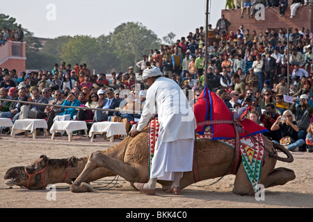 Kamel-Ausstellung. Bikaner Camel Festival. Rajasthan. Indien Stockfoto