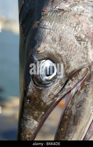 mediterrane Spearfish Billfish Kopf Tetrapturus Belone marlin Stockfoto