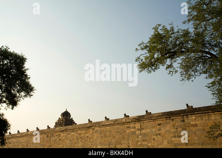 Der Airatesvara Tempel in Dharasuram, Kumbakonam, Tamil Nadu, Indien Stockfoto