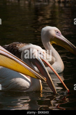 Drei weiße Pelikane schließen Stockfoto