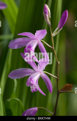 Chinesischen Boden Orchidee (Bletilla Striata), Blumen. Stockfoto