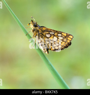 Karierte Skipper, Arktis Skipper (Carterocephalus Palaemon), Schmetterling auf einem Grashalm. Stockfoto