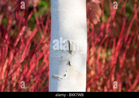 Weiße Birke Stamm kontrastieren mit roter Hartriegel Äste im Herbst Garten Stockfoto