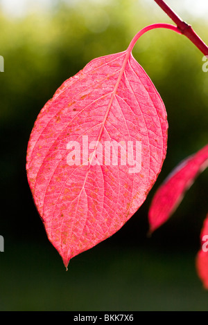 Roter Hartriegel Blatt im Herbst Stockfoto