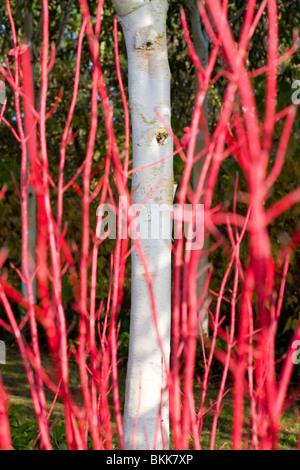 Weiße Birke Stamm kontrastieren mit roter Hartriegel Äste im Herbst Garten Stockfoto