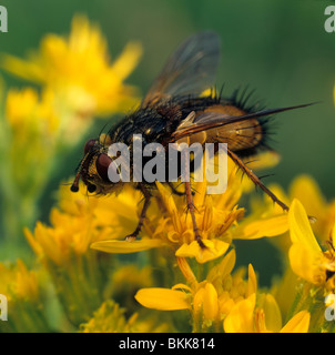 Tachinid Fly, Fieber fliegen (Tachina Fera), Erwachsene auf auf eine gelbe Blume. Stockfoto