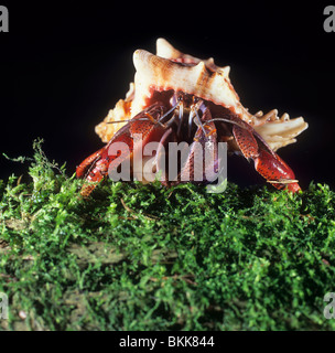 Terrestrische Einsiedlerkrebs (Coenobita sp.). Stockfoto