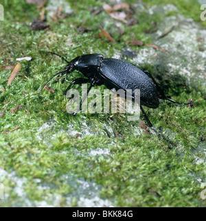 Lederschildkröten Boden Käfer (Carabus Coriaceus), Erwachsene auf Moos. Stockfoto