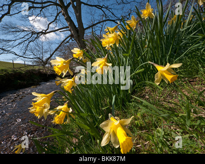 Farndale wilde Narzissen in Farndale SSSI und Naturschutzgebiet, North York Moors National Park Stockfoto