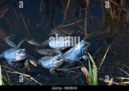 Moor Frosch (Rana Arvalis), blaue vier farbige Männchen im flachen Wasser. Stockfoto