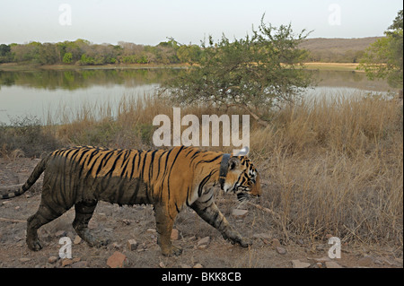 Breite eines Tigers zu Fuß über einen See in Ranthambhore Schuss Stockfoto