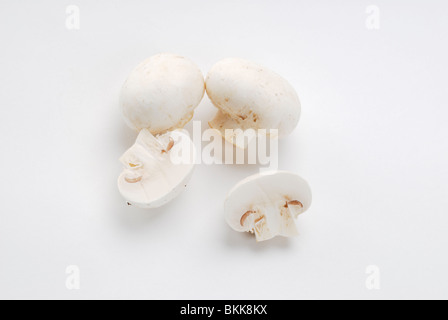 Champignons Agaricus Bisphorus Pilze Stockfoto