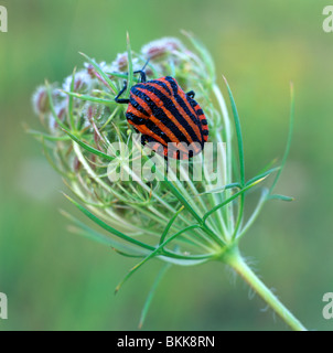 Gestreiften Schild Bug (Graphosoma Lineatum) auf einen Blütenstand. Stockfoto