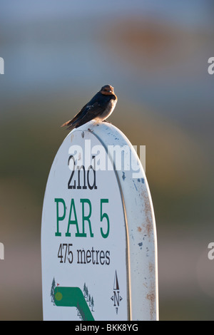 Willkommene Schwalbe. Hirundo Neoxena. Rottnest Island Wester Australien Stockfoto