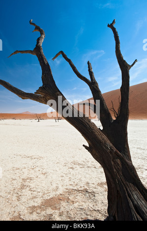 Tot Kameldornbäume Deadvlei, Sossusvlei, Namibia Stockfoto