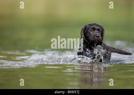 Labrador Welpen Baden Stockfoto