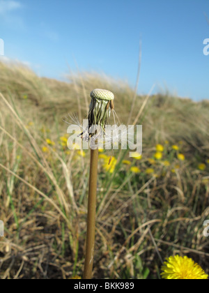 Letzten Samen auf einem Löwenzahn Stengel Stockfoto