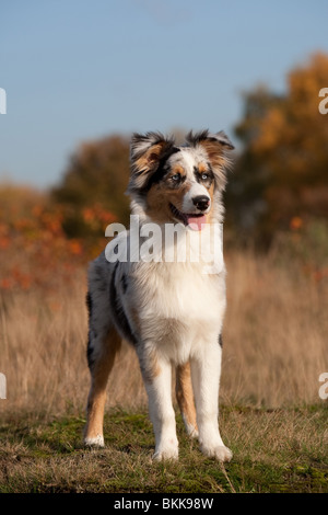 stehen junge Australian Shepherd Stockfoto