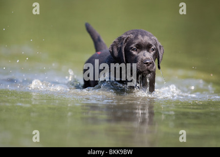 Labrador Welpen Baden Stockfoto