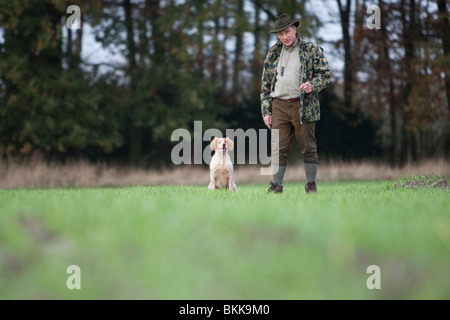 Jagd Epagneul Breton Stockfoto