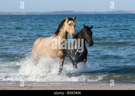 Quarab Horse Hengst Stockfoto