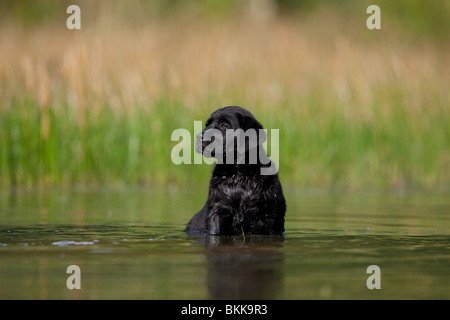 Labrador Welpen Baden Stockfoto