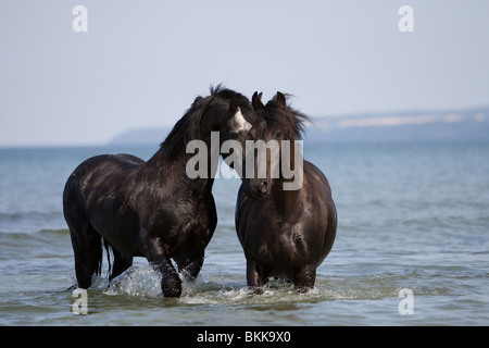 Friesen im Ozean Stockfoto