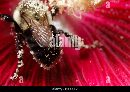Eine Hummel (Bombus) besucht eine Stockrose in der Blüte große Pollenkörner bereits abgedeckt. Stockfoto