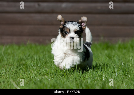 Biewer Yorkshire Terrier Welpen Stockfoto
