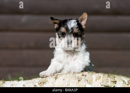 Biewer Yorkshire Terrier Welpen Stockfoto