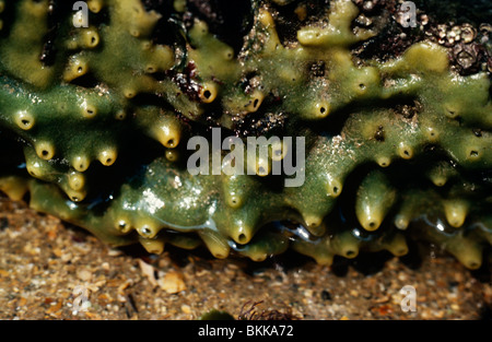 Breadcrumb-Schwamm (Halichondria Panicea) auf Felsen am nahen Ufer UK Stockfoto