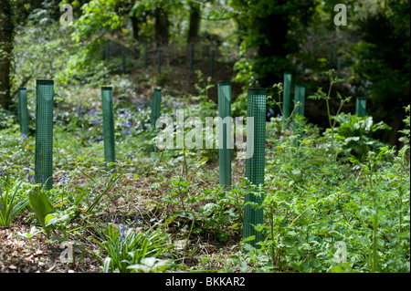 Neue Bäume gepflanzt in Chiswick House Gelände, London 2010 Stockfoto