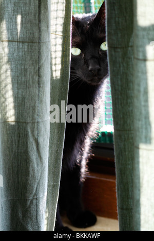 Hinter sich einer Gardine am geschlossen Fenster, lauert eine schwarze  Katze . Links am Bild ein kleiner Rest von einer grünen Hecke. - ein  lizenzfreies Stock Foto von Photocase