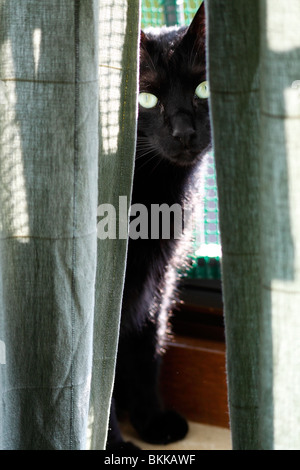 Eine schwarze Katze versteckt sich hinter Gardinen Stockfoto