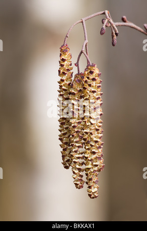 Erle Alnus Glutinosa Nahaufnahme von weiblichen Blüten und männlichen Kätzchen Stockfoto