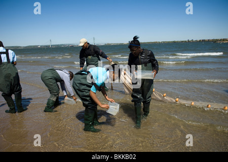 Studenten testen die Qualität des Wassers und der Gewässer für das marine Leben in Coney Island Creek in Brooklyn in New York suchen Stockfoto