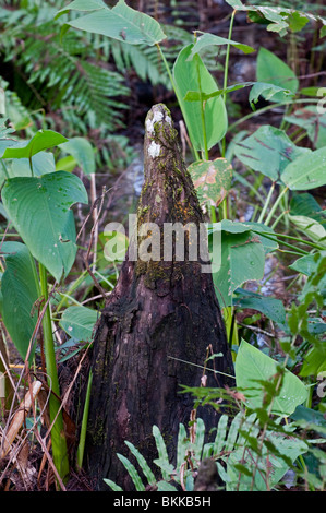 Big Cypress "Knie", Corkscrew Swamp, Florida, USA. Kahle Zypresse Bäume (Taxodium Distichum). Stockfoto