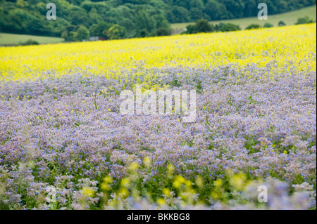 Felder von Purpur und gold Stockfoto