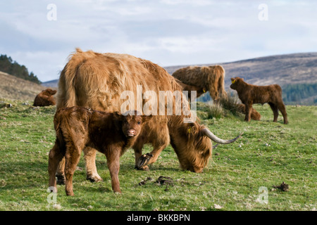 Highland Kuh und jungen Kalb mit Highland Kühe im Hintergrund, Glen Cassley, Sutherland, Schottland, Vereinigtes Königreich Stockfoto