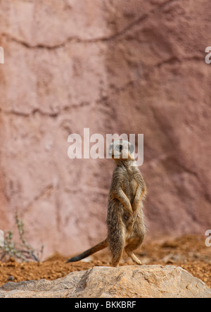 Erdmännchen oder Suricate (Suricata Suricatta) auf den Hinterbeinen stehend und Beobachtung Stockfoto