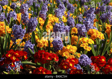 Nahaufnahme von einem bepflanzten Anzeige der bunten Frühling Blumen Stockfoto