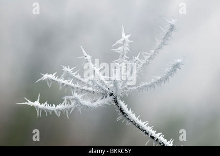 Schließen Sie winterliche Szene der stacheligen Raureif auf einer gefrorenen Stängelpflanzen Pflanze zeigt Eiskristalle genommen in Bristol, Großbritannien Stockfoto