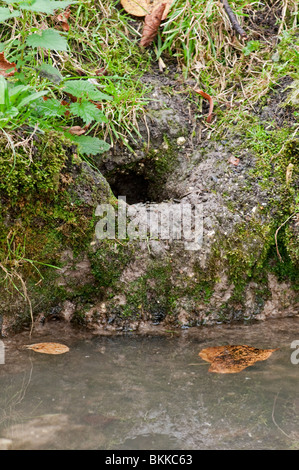 Schermaus: Arvicola Terrestris. Eingang zum Graben am Flussufer. Sussex, England Stockfoto