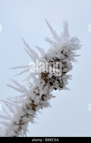 Schließen Sie winterliche Szene der stacheligen Raureif auf einer gefrorenen Zweigwerk zeigt Eiskristalle genommen in Bristol, Großbritannien Stockfoto