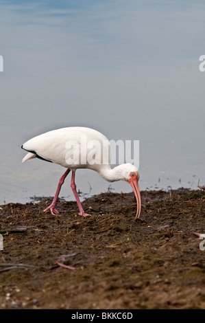 Weißer Ibis: Eudocimus Albus. Ding Darling Naturschutzgebiet, Sanibel Island, Florida, USA. Sondierung im Schlamm nach Nahrung Stockfoto